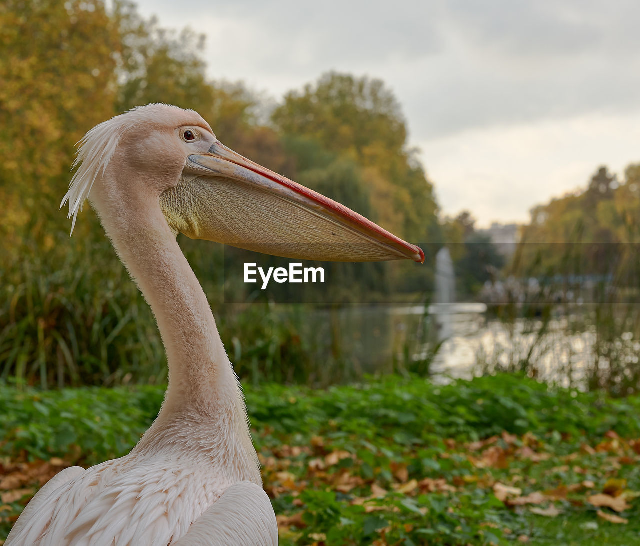 CLOSE-UP OF BIRD AGAINST SKY