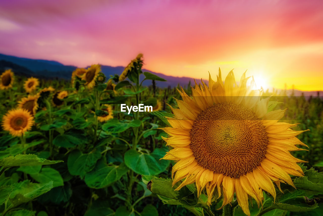 CLOSE-UP OF YELLOW FLOWERING PLANTS ON FIELD AGAINST SKY