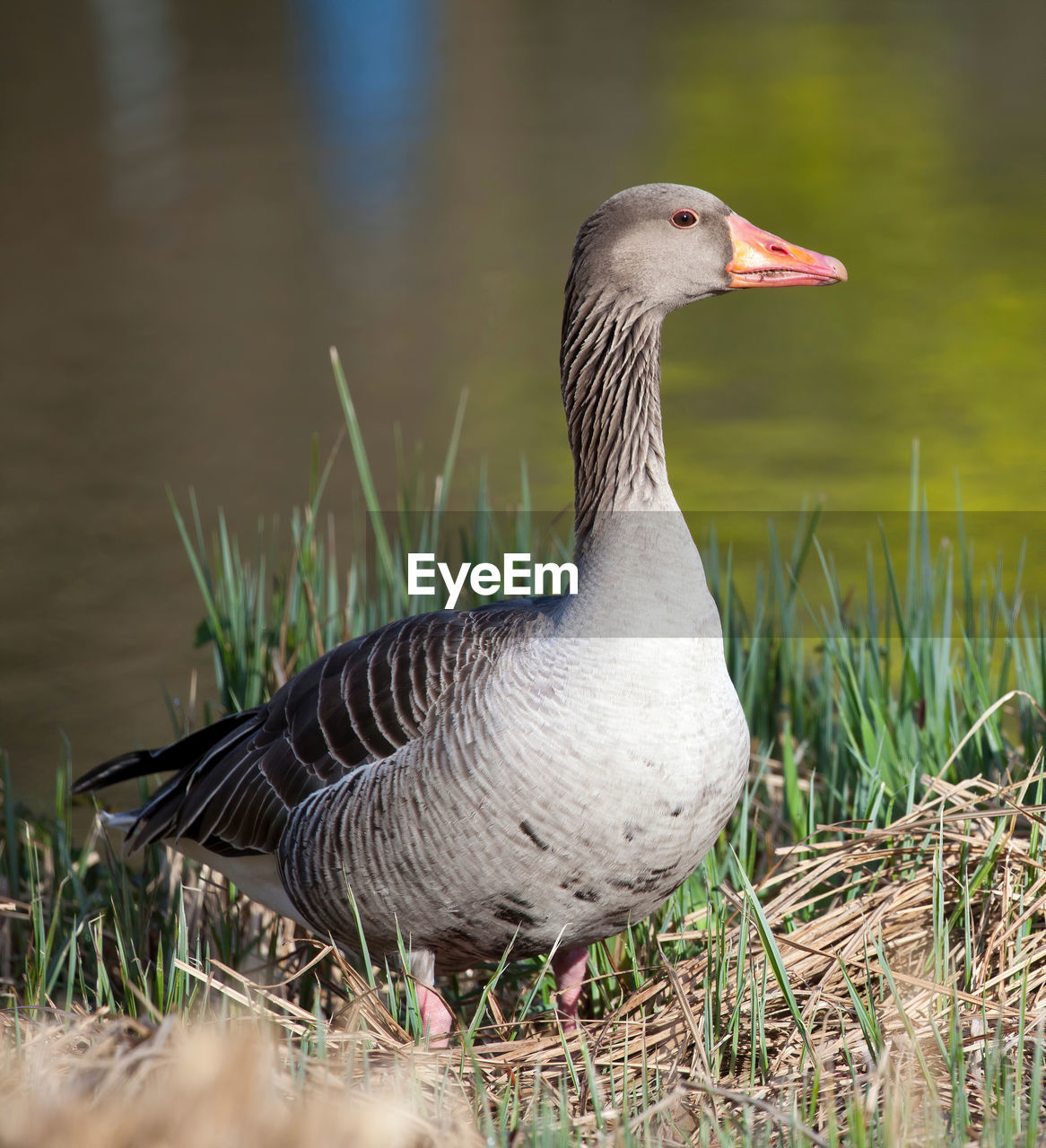 Close-up of duck by lake