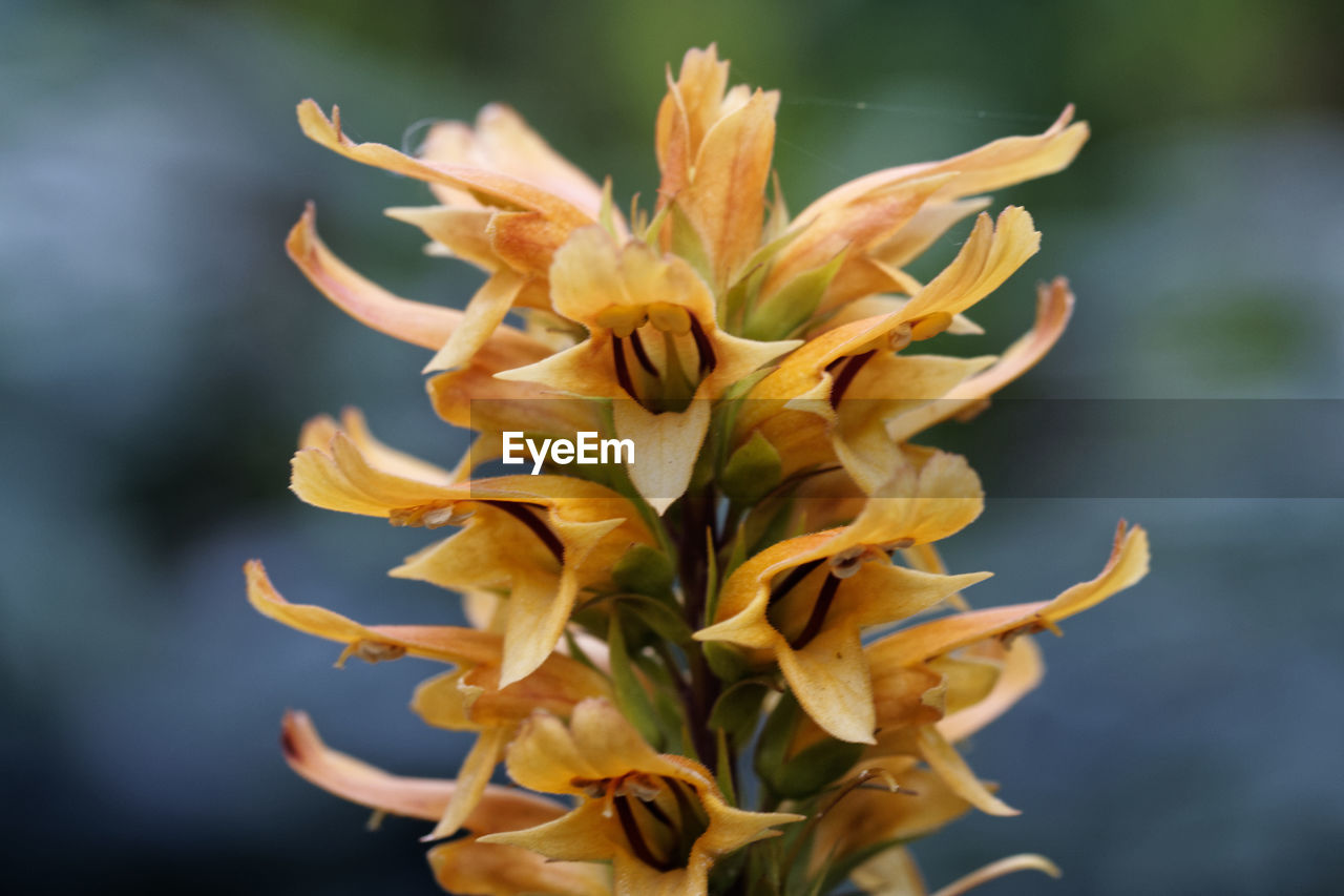 CLOSE-UP OF WILTED PLANT