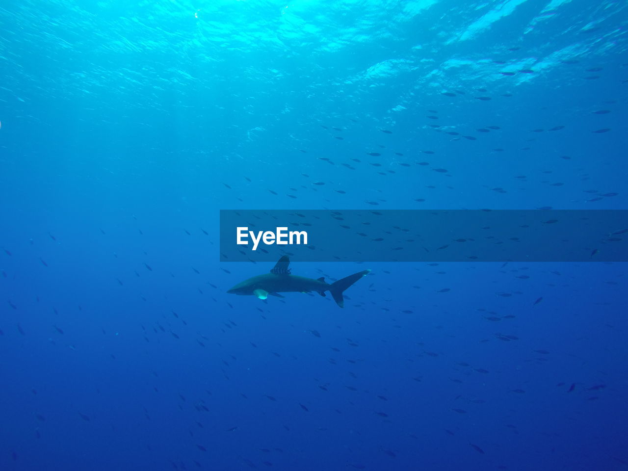 White tip shark with company