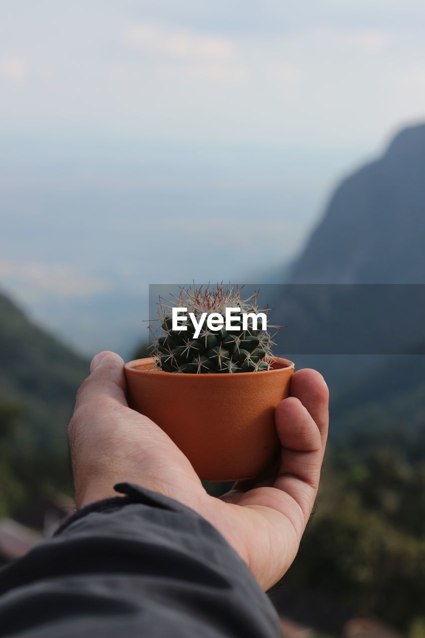 Cropped hand of man holding potted cactus plant against sky