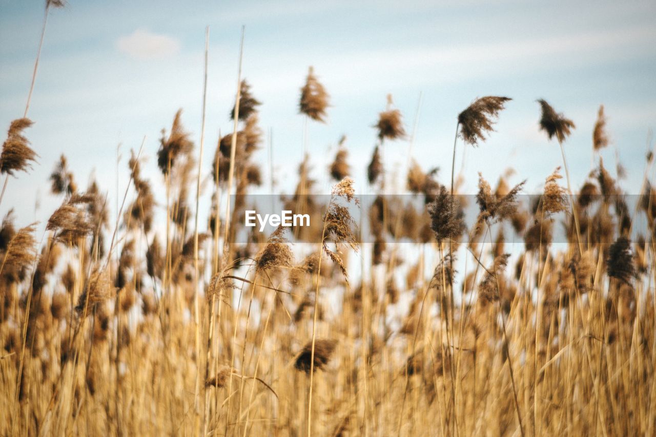 Scenic view of field against cloudy sky