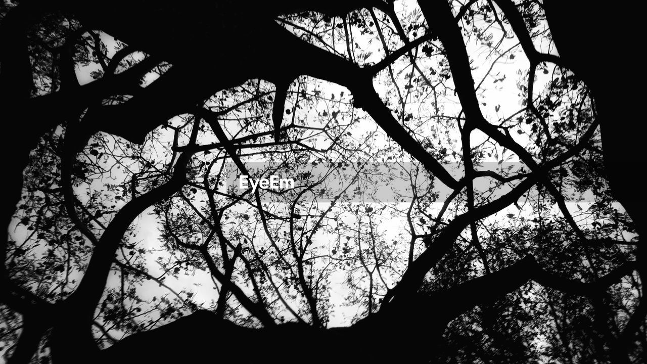 LOW ANGLE VIEW OF SILHOUETTE TREE AGAINST SKY