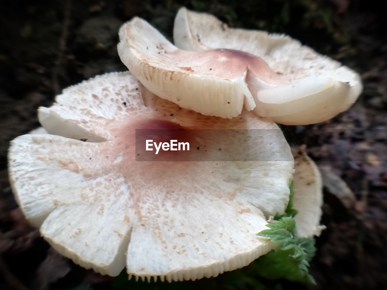 CLOSE-UP OF MUSHROOM GROWING IN FIELD