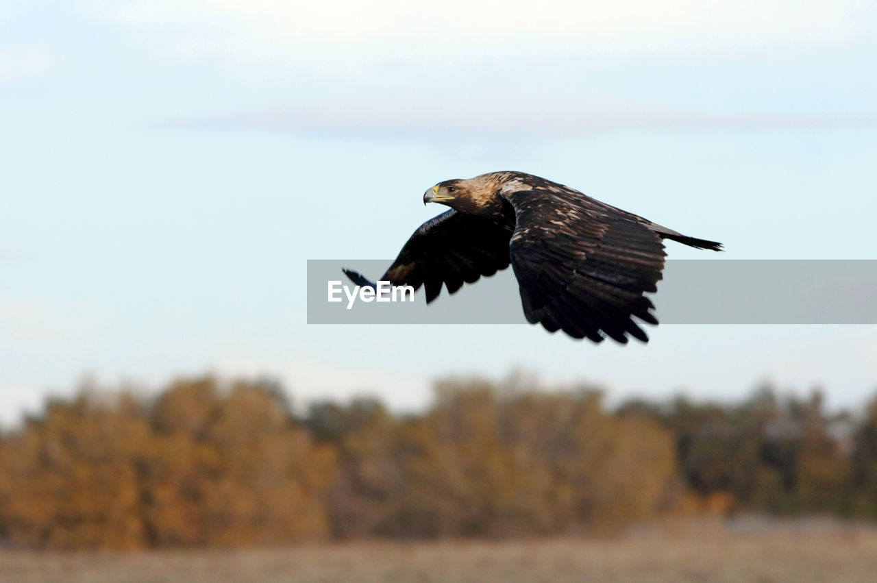 LOW ANGLE VIEW OF EAGLE FLYING AGAINST SKY