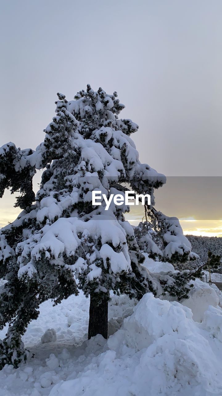 TREES ON SNOW COVERED LAND AGAINST SKY