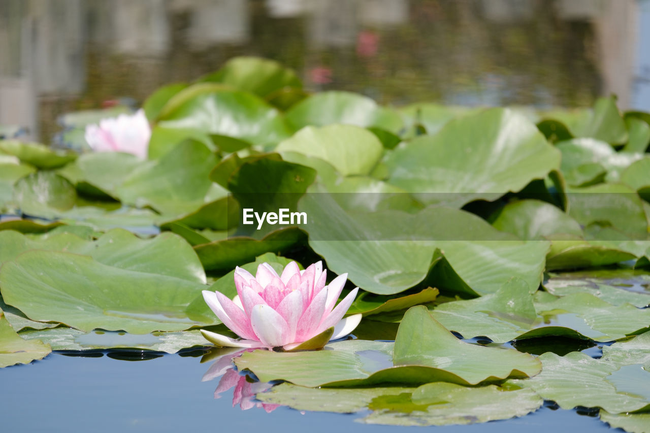 WATER LILY IN POND