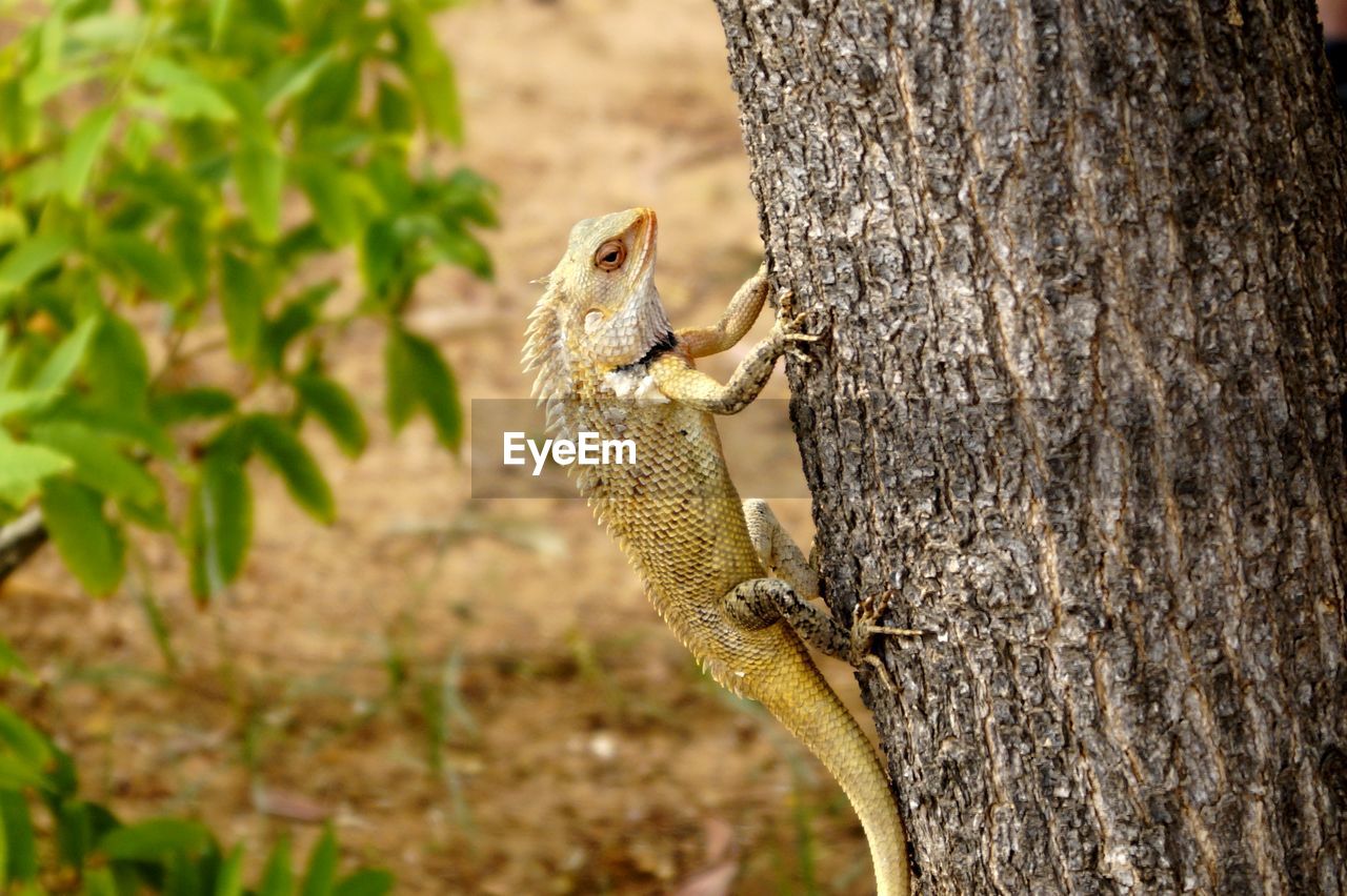 CLOSE-UP OF SQUIRREL ON TREE TRUNK AGAINST BLURRED BACKGROUND