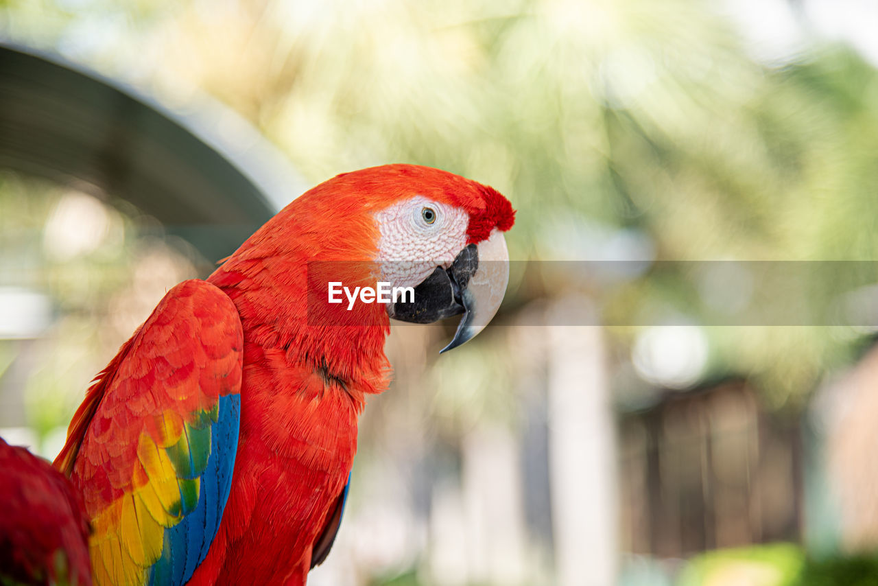 Close up beautiful macaw parrot