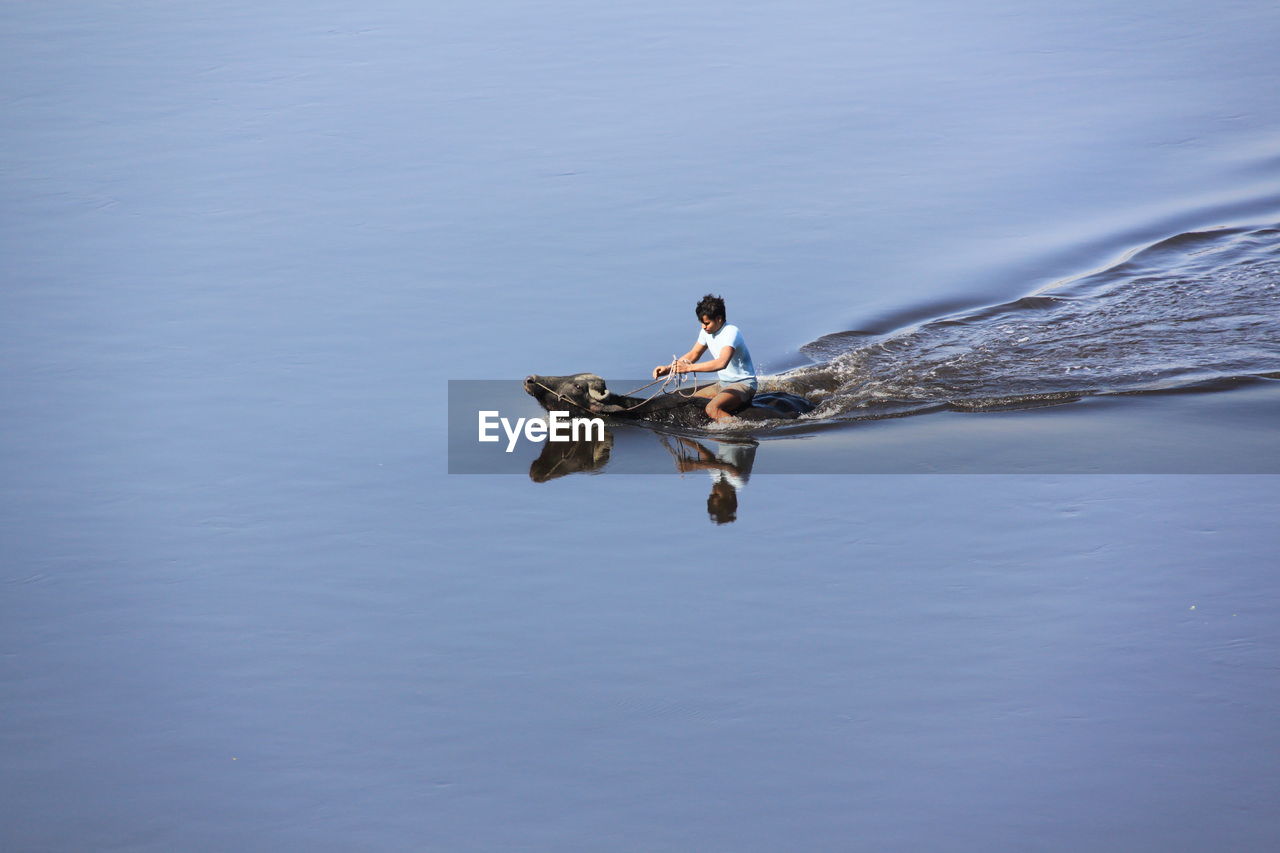 Side view of man sitting on buffalo in water