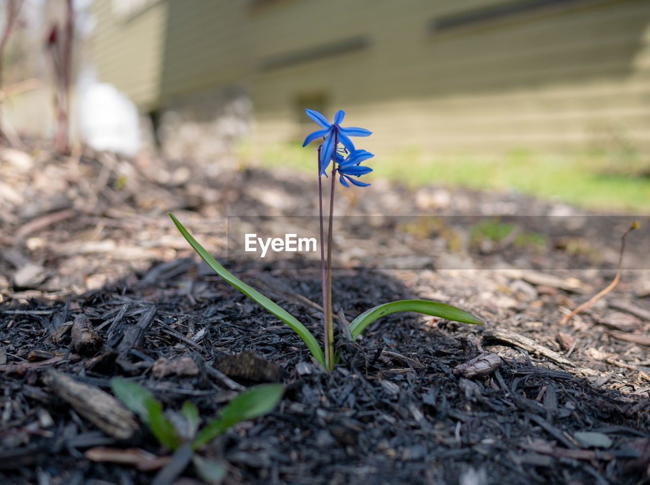 Close-up of small plant growing on field