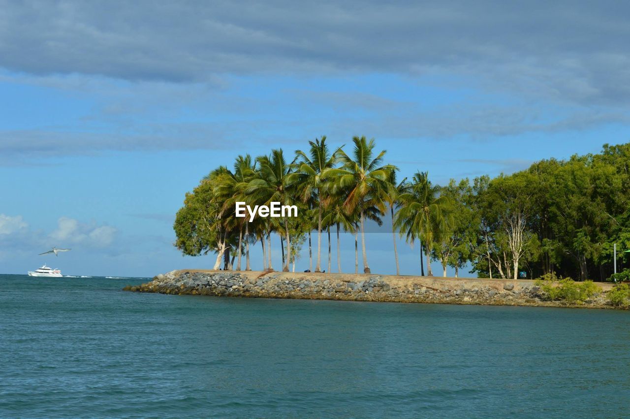 Trees growing on shore against sky