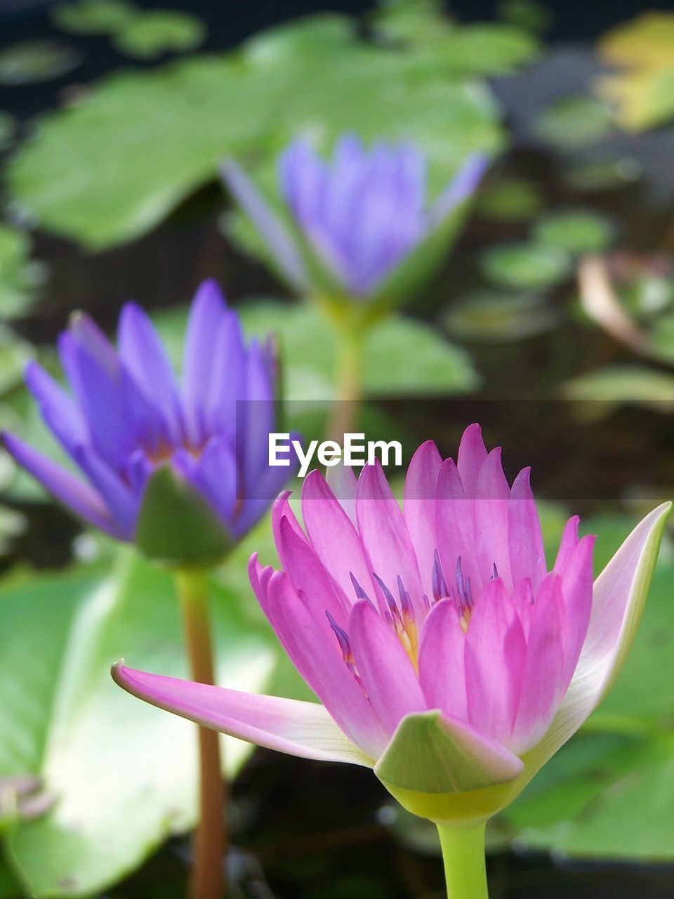 Close-up of pink water lily in lake