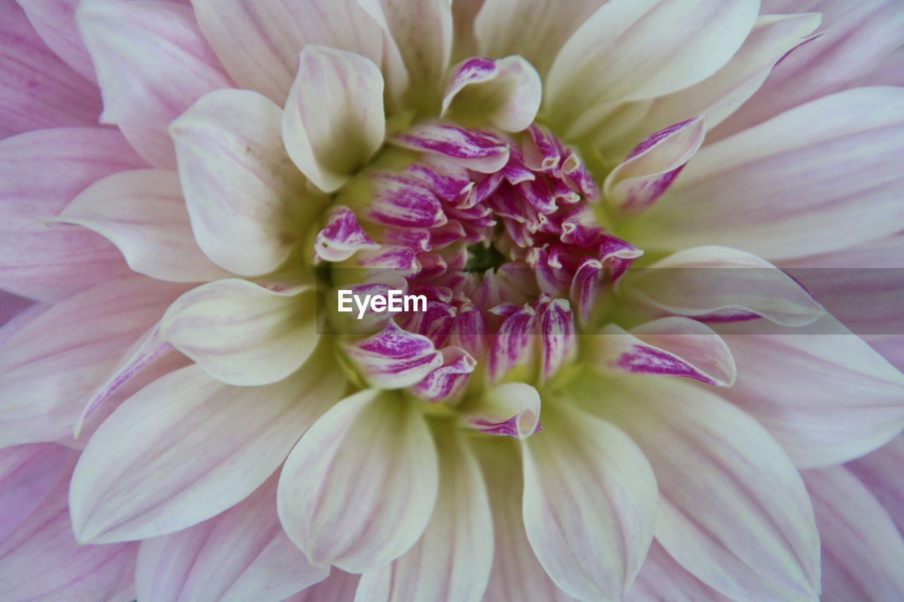 flower, flowering plant, plant, beauty in nature, freshness, close-up, pink, petal, fragility, dahlia, flower head, inflorescence, nature, no people, growth, city car, full frame, backgrounds, outdoors, chrysanths, springtime, focus on foreground