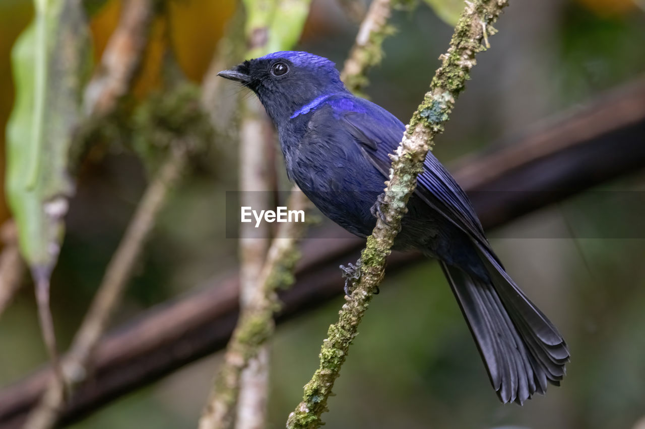 CLOSE-UP OF BIRD PERCHING ON A BRANCH