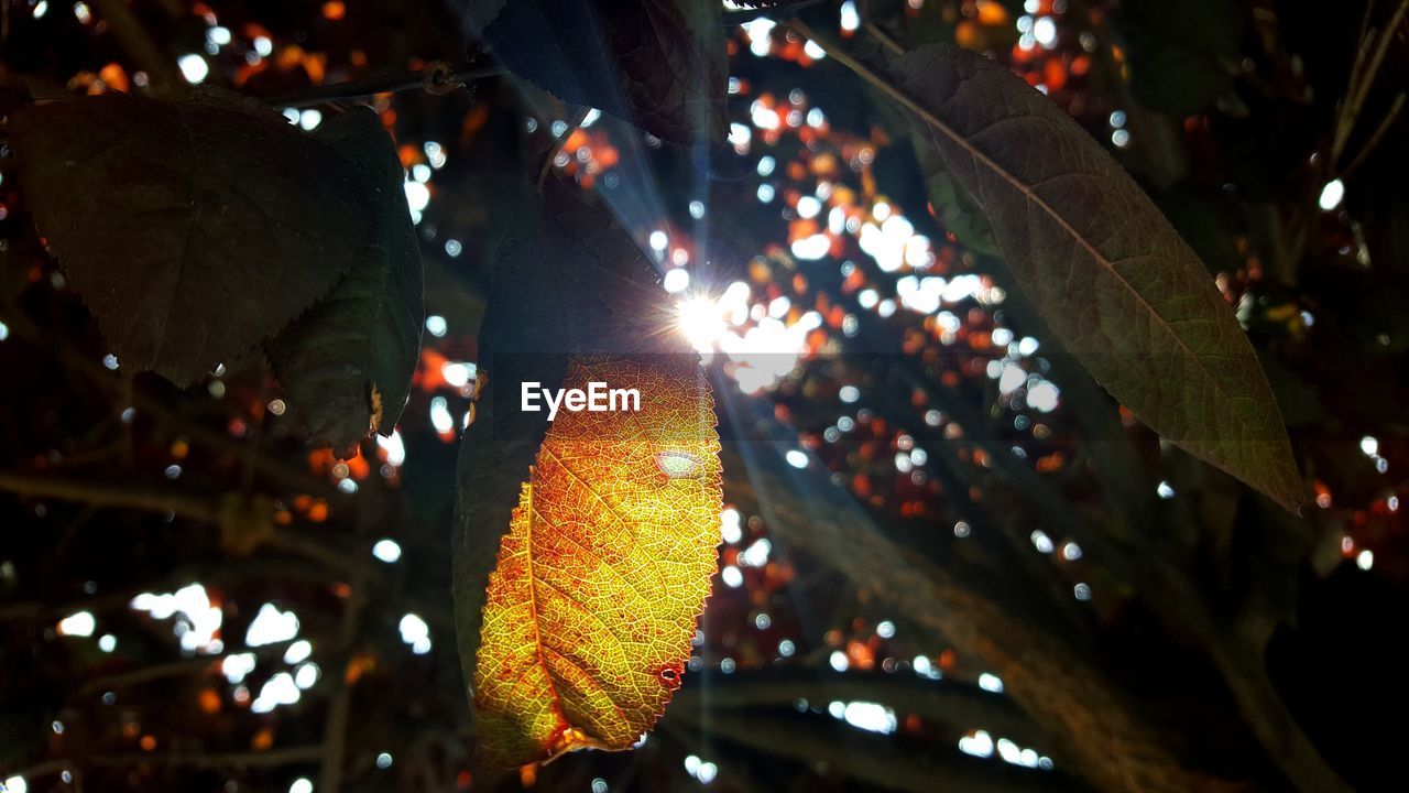 CLOSE-UP OF ILLUMINATED CHRISTMAS TREE AT NIGHT