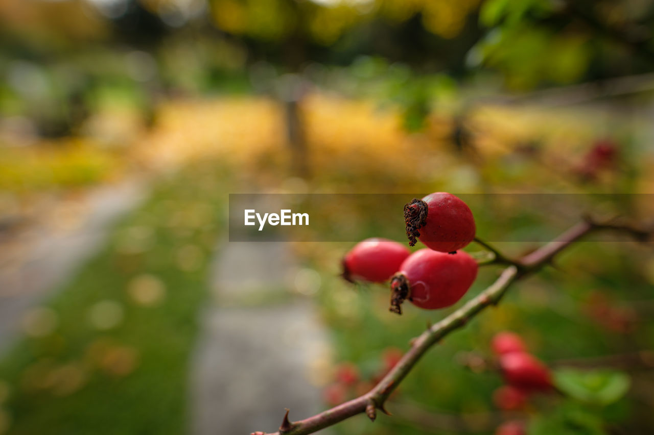 Red rose hips close-up