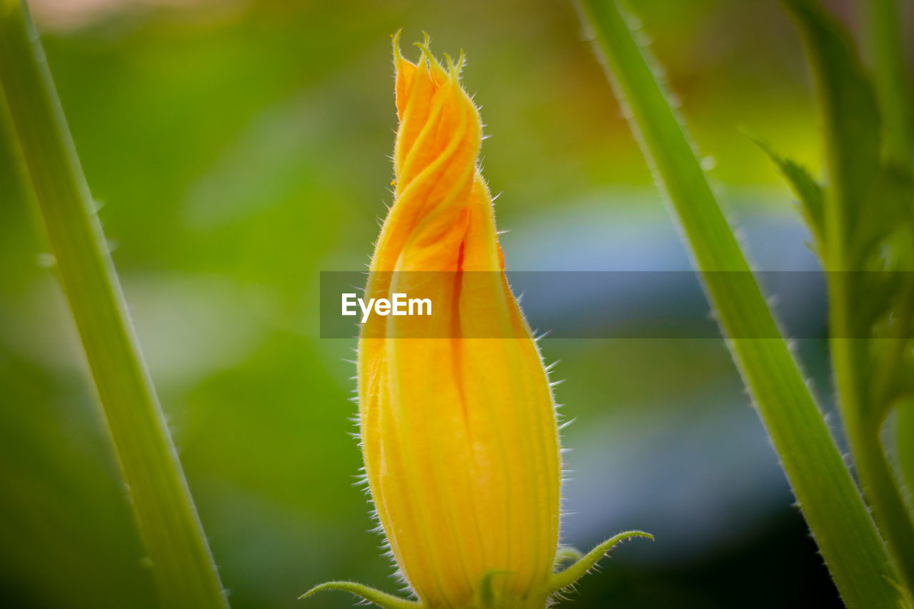Squash blossom in focus