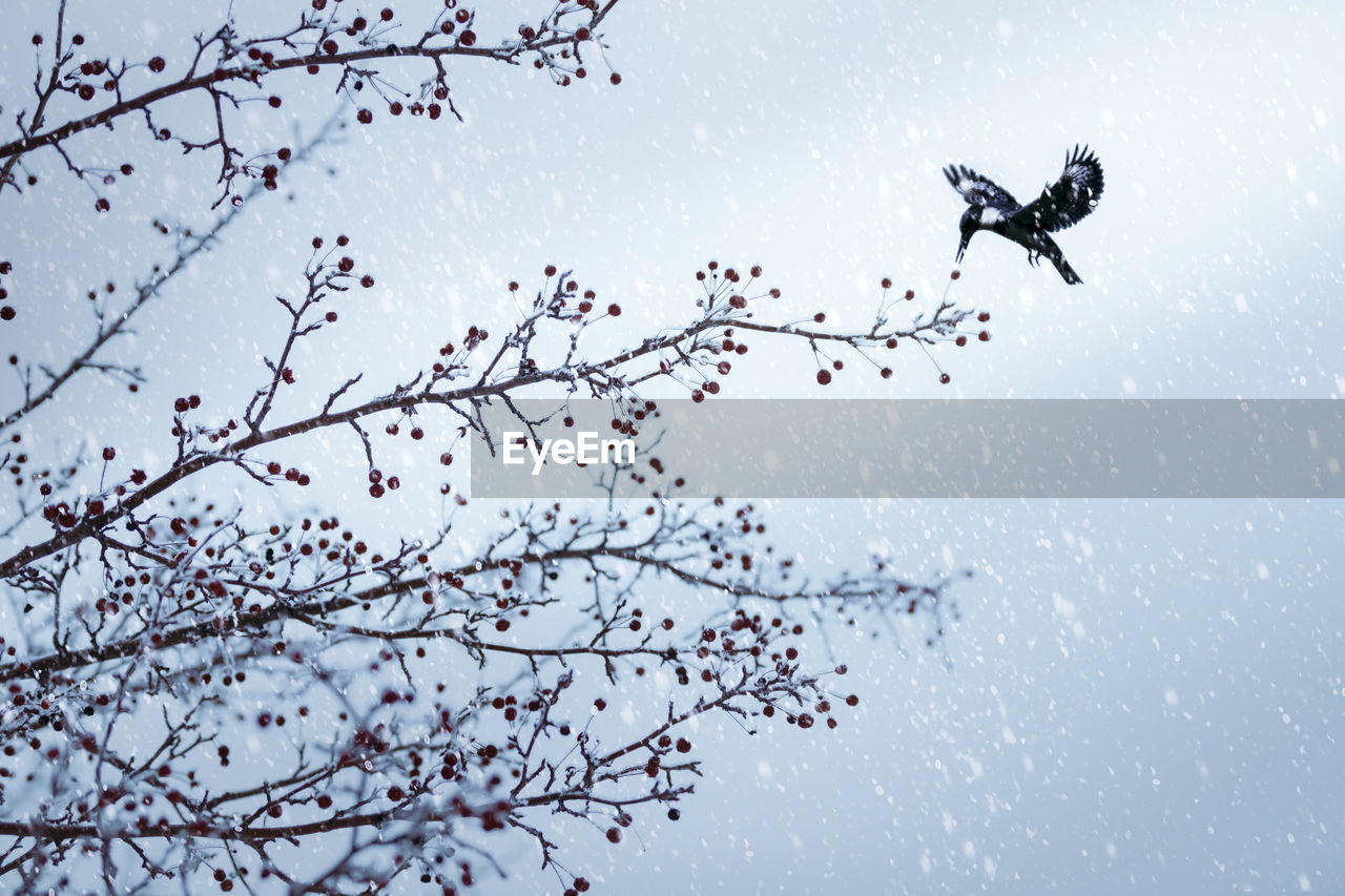 LOW ANGLE VIEW OF BIRDS FLYING OVER TREE