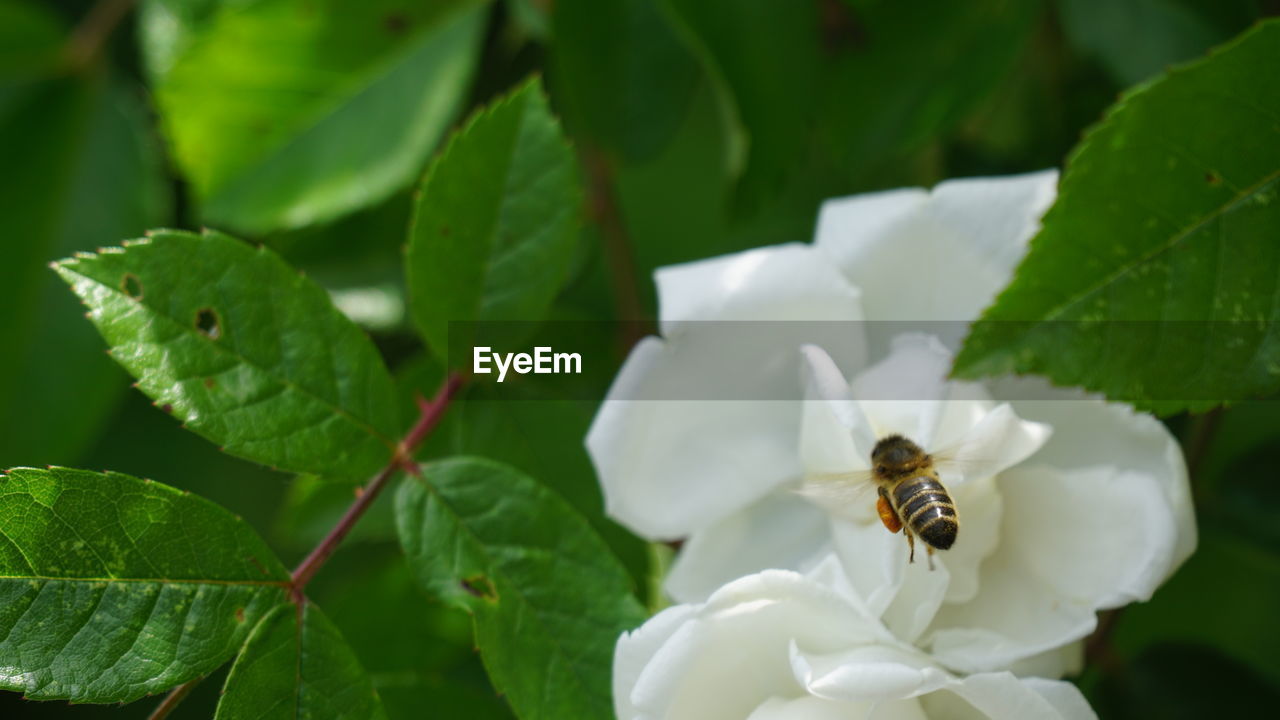 CLOSE-UP OF BEE POLLINATING ON WHITE FLOWER