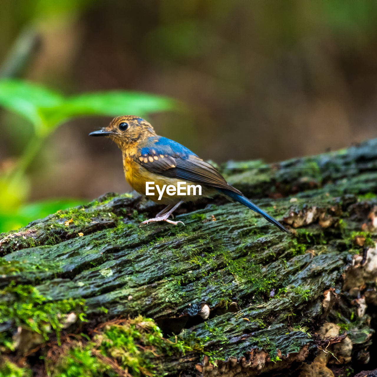 CLOSE-UP OF A BIRD PERCHING ON A BRANCH