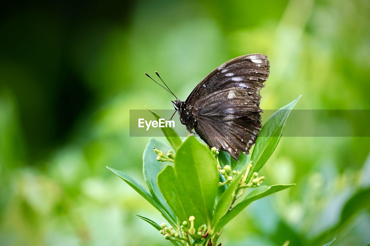 CLOSE-UP OF BUTTERFLY ON LEAF