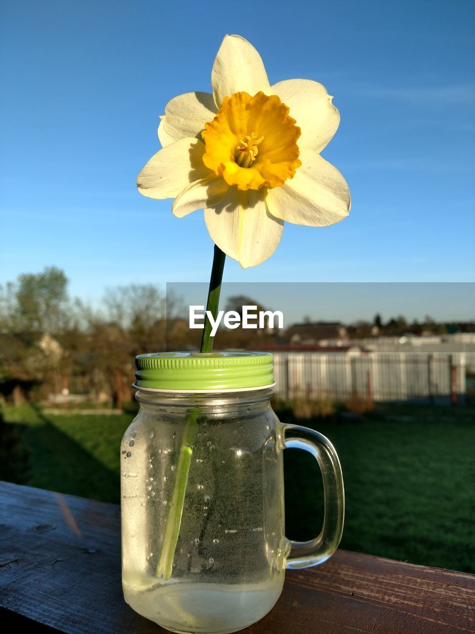 Close-up of yellow flower on table