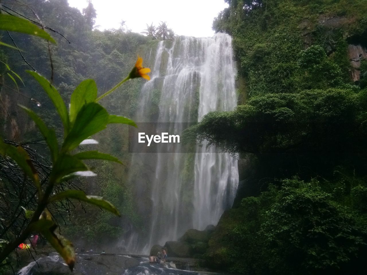 VIEW OF WATERFALL IN FOREST