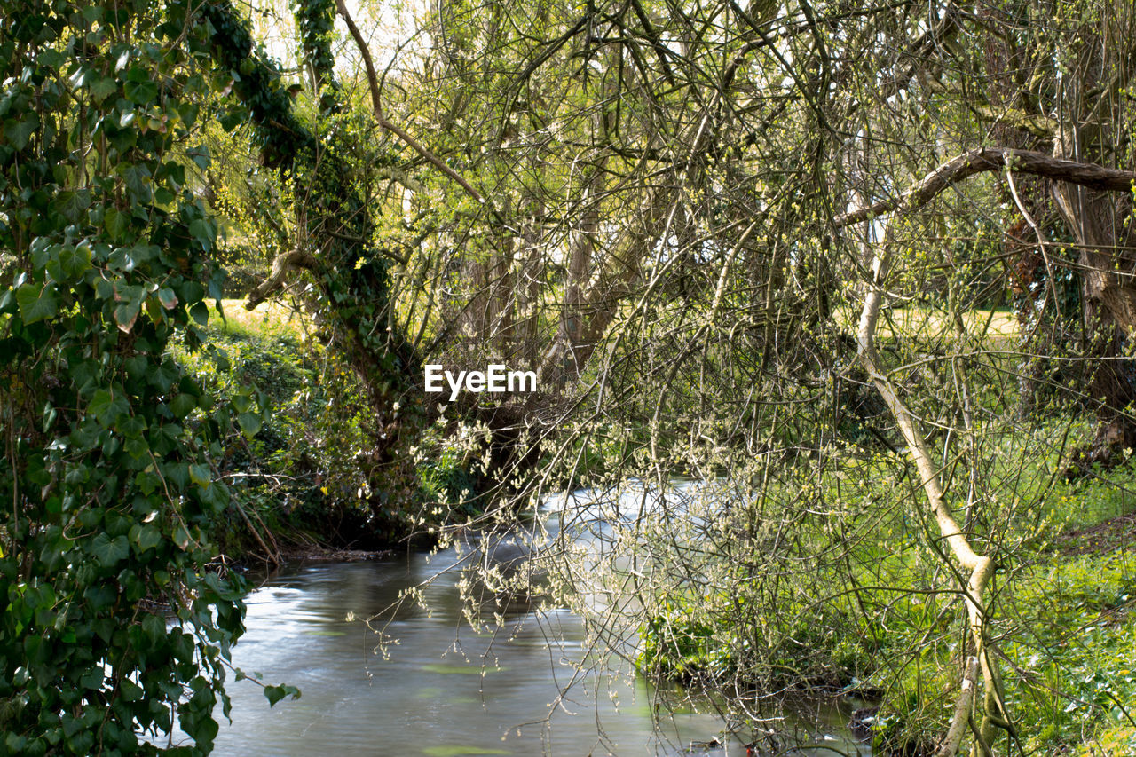 VIEW OF STREAM IN FOREST