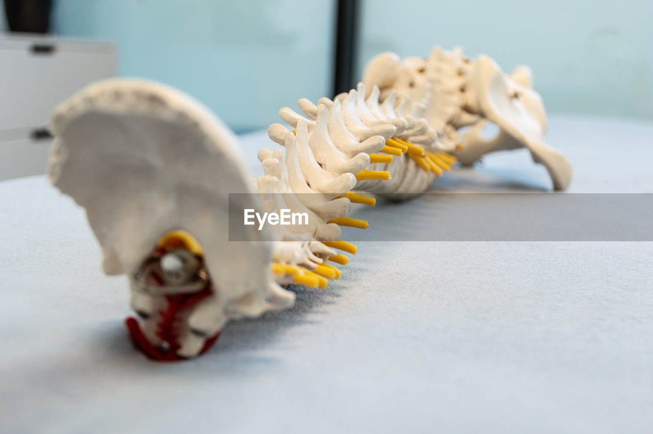 Close-up of spine anatomical model on table