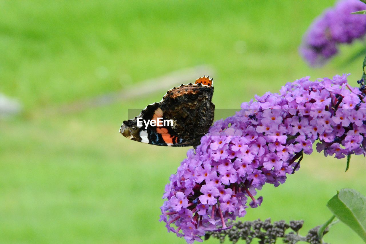 CLOSE-UP OF BUTTERFLY ON FLOWER
