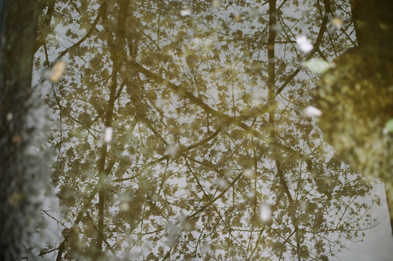 CLOSE-UP LOW ANGLE VIEW OF TREE