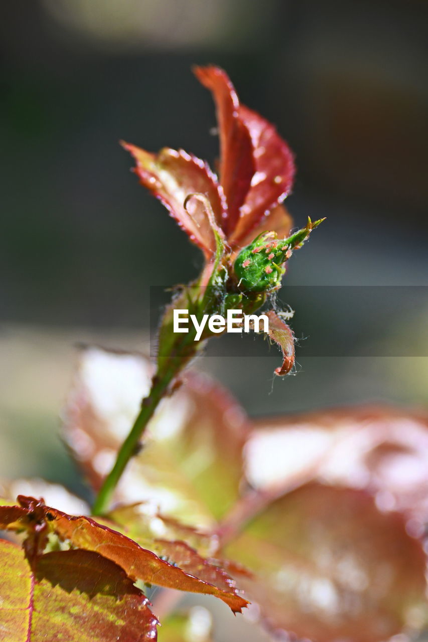 leaf, close-up, nature, macro photography, plant, flower, autumn, blossom, beauty in nature, no people, red, branch, plant part, focus on foreground, outdoors, food, selective focus, freshness, flowering plant, growth, food and drink, water, tree, day, petal, bud, fragility, plant stem, green, animal wildlife, environment, yellow, animal, botany, spring, shrub