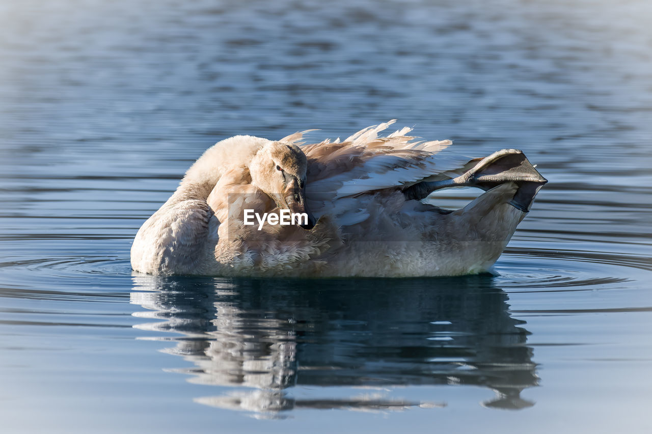 water, animal themes, animal, reflection, animal wildlife, wildlife, bird, water bird, lake, one animal, no people, nature, ducks, geese and swans, day, swimming, duck, swan, outdoors, animal body part, mammal