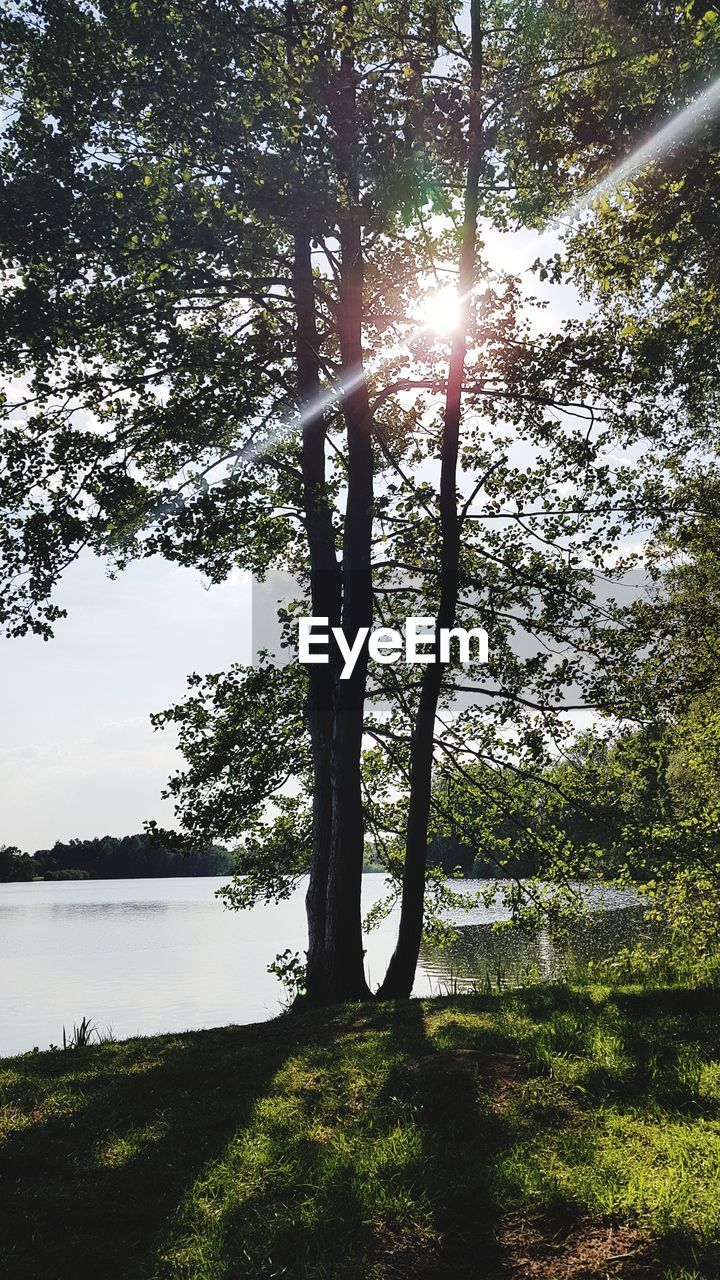 Trees by lake against sky