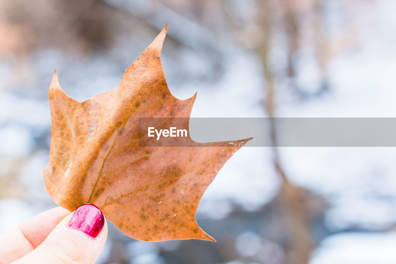 Close-up of hand holding dry leaf during winter