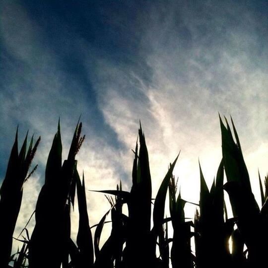 LOW ANGLE VIEW OF TREES AGAINST SKY