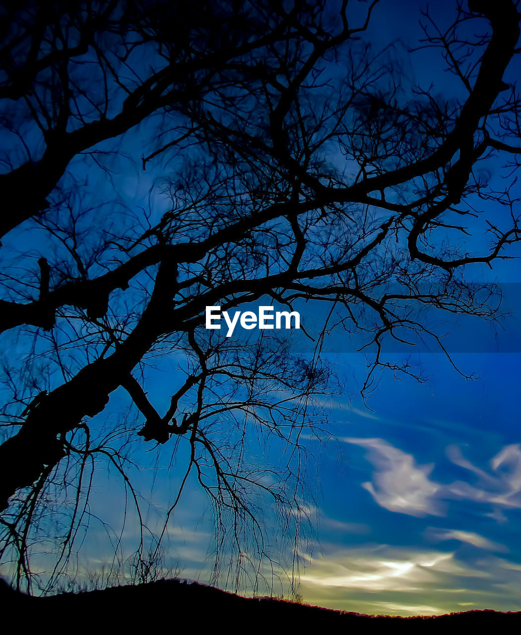 LOW ANGLE VIEW OF SILHOUETTE TREES AGAINST SKY AT SUNSET