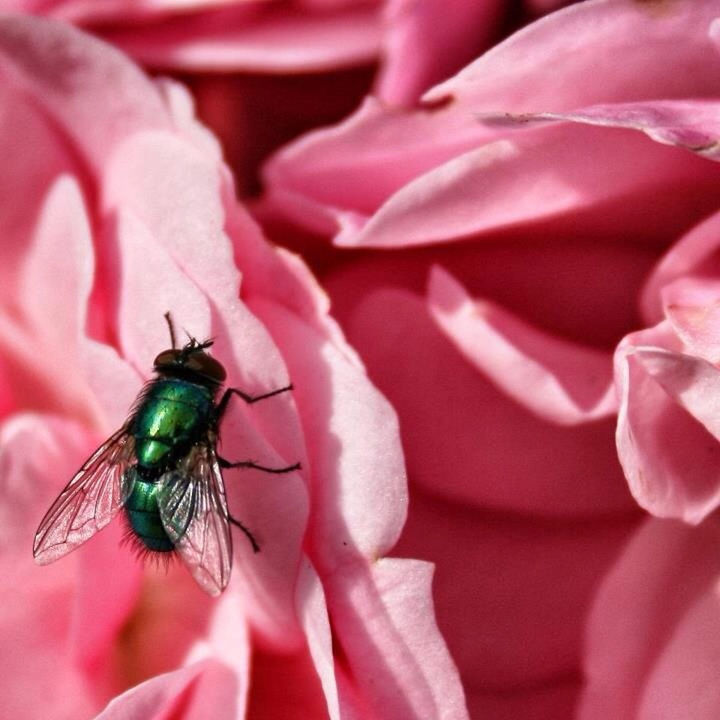 CLOSE-UP OF HONEY BEE POLLINATING FLOWER