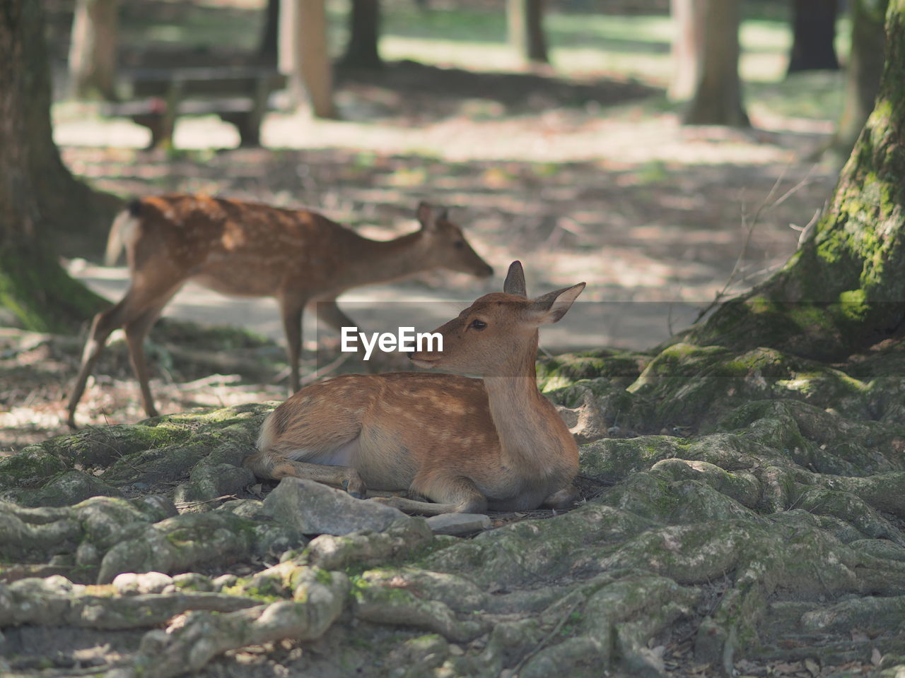 DEER IN FIELD