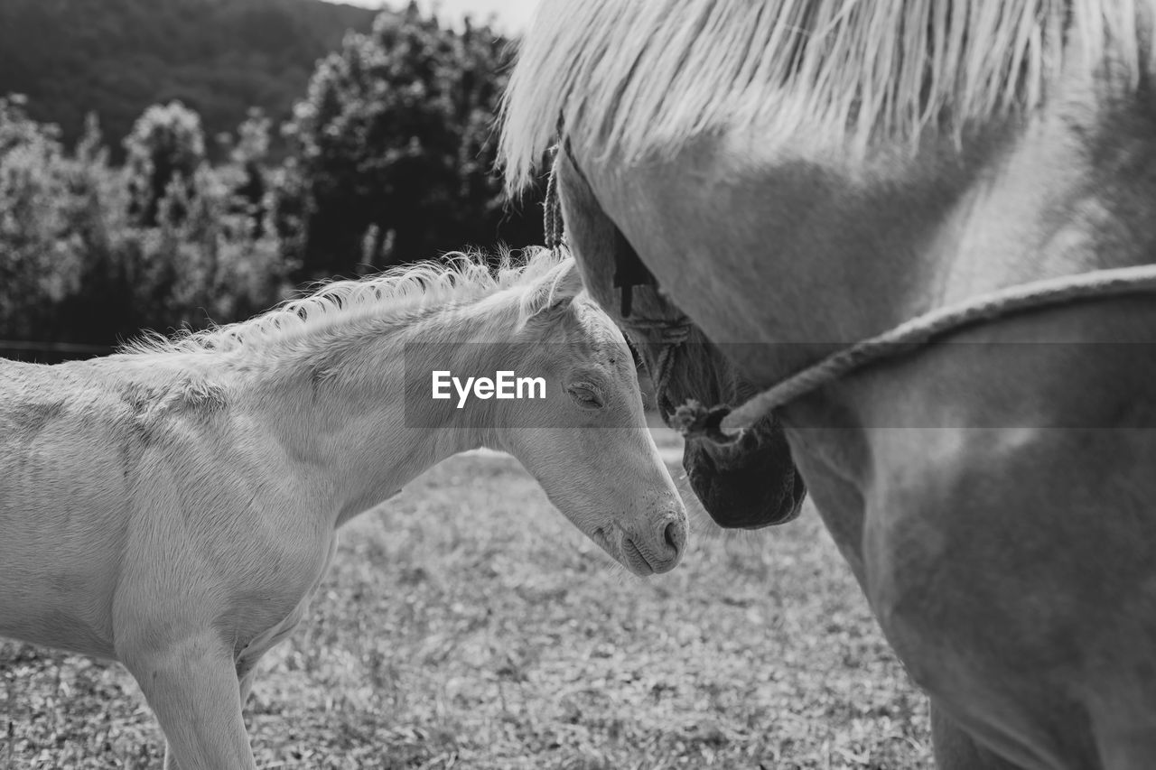 Portrait of a cremello foal or albino