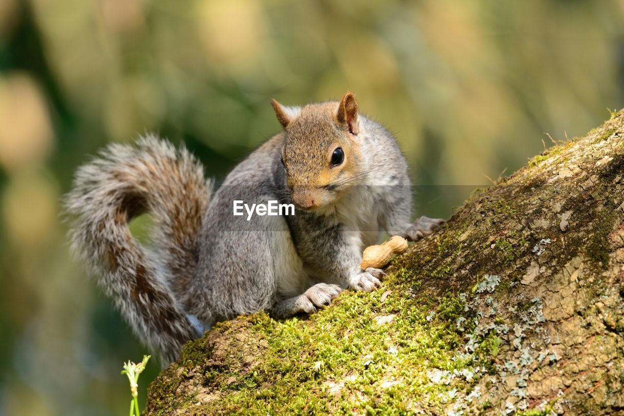 Squirrel on tree trunk