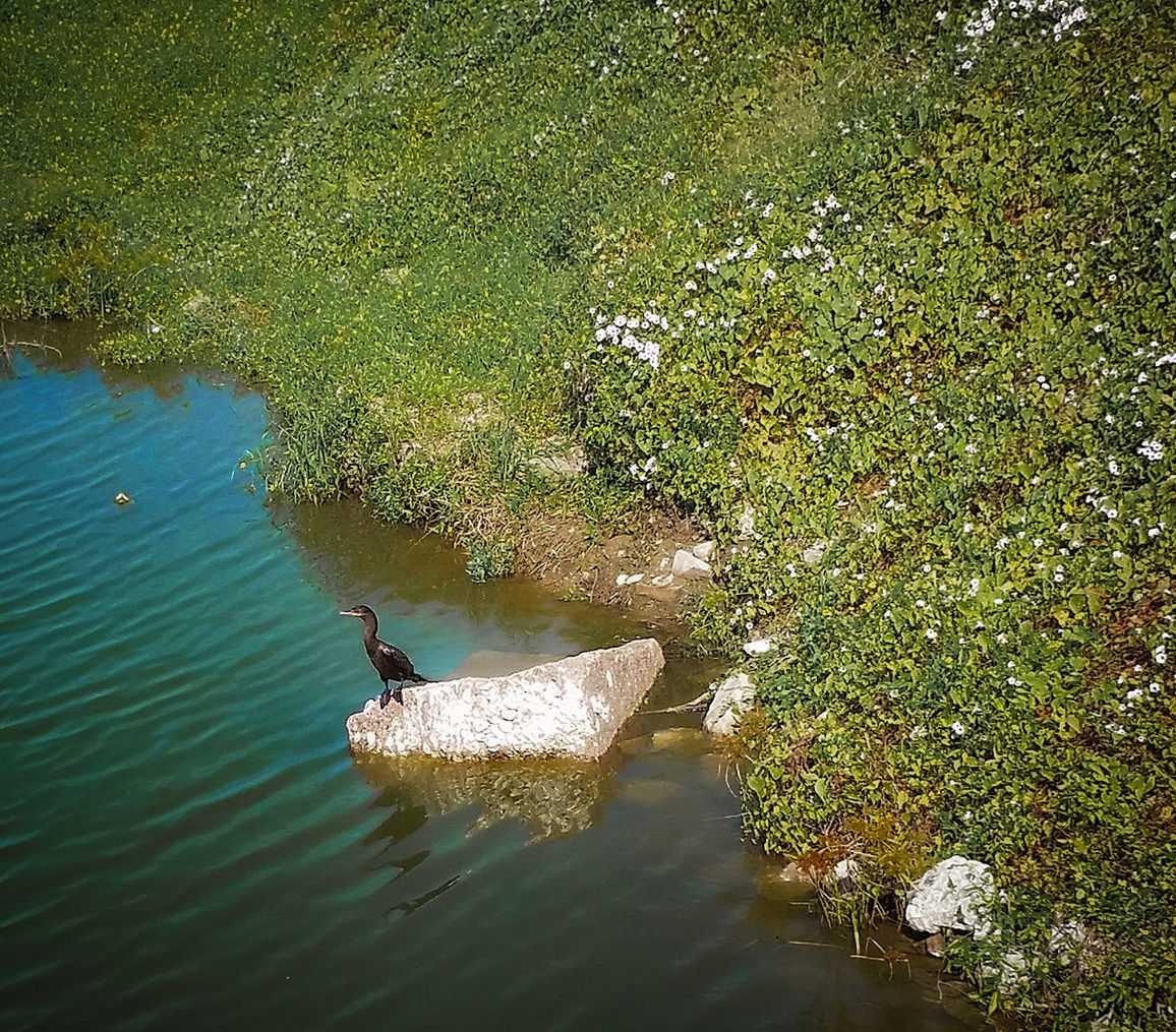 TREES IN WATER