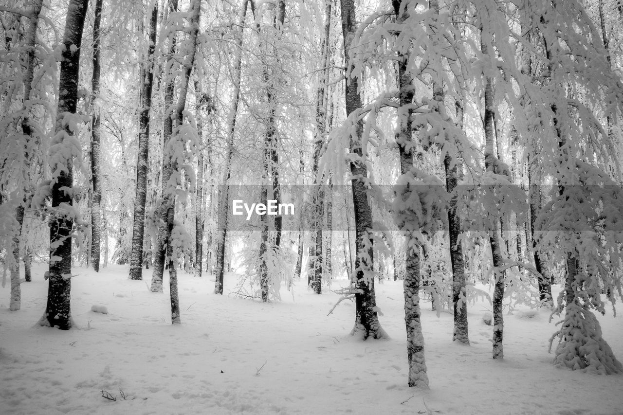 TREES ON SNOW COVERED FOREST