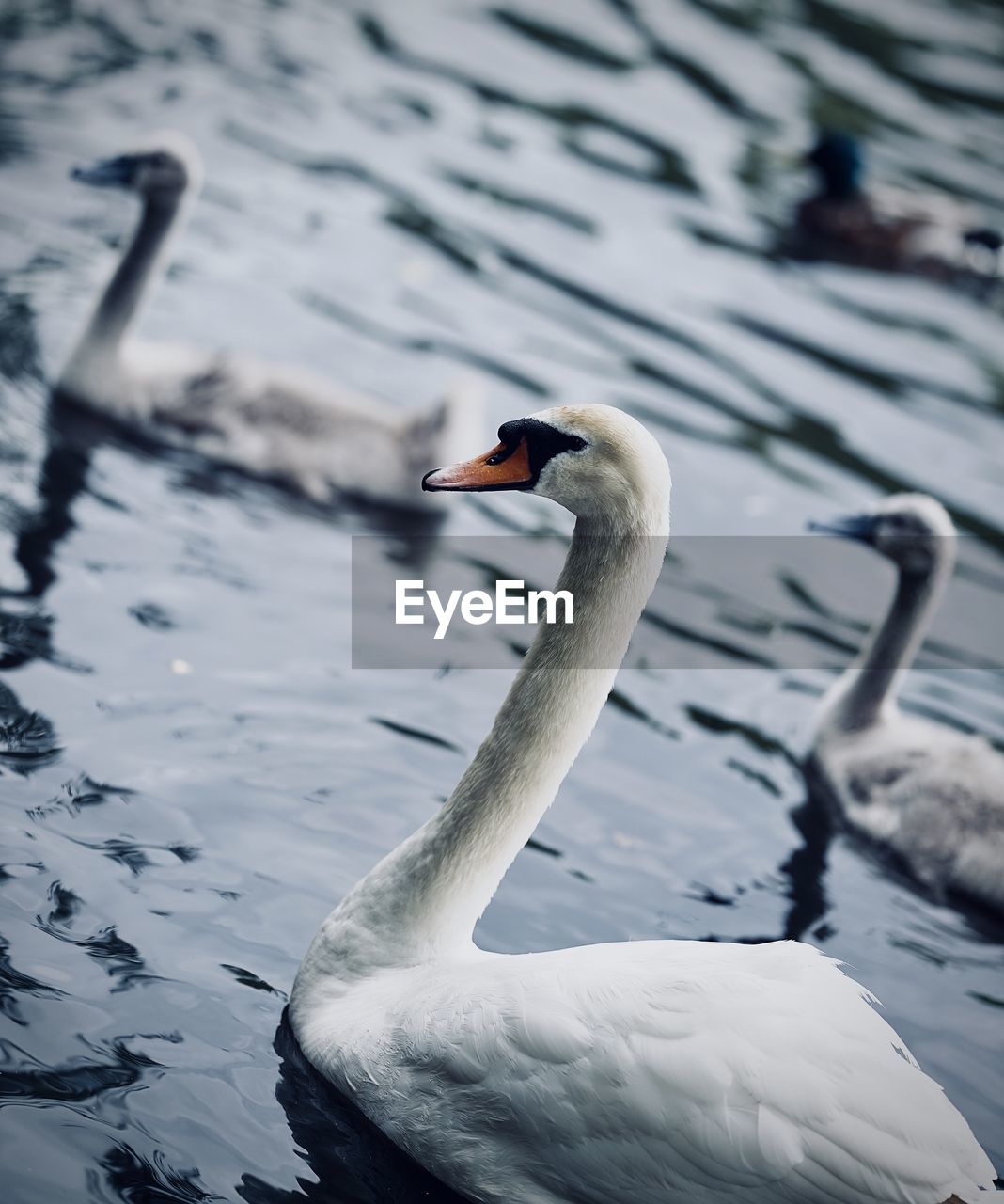 Swan swimming in lake