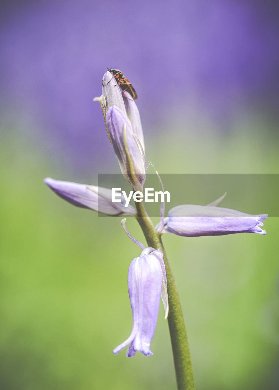 Close-up of purple flowering plant