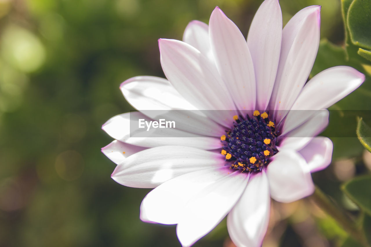 Close-up of white flower