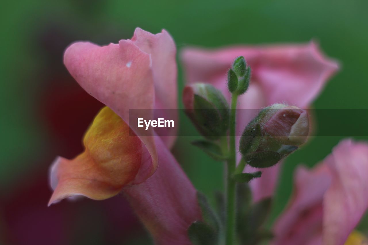 Close-up of pink flower blooming outdoors