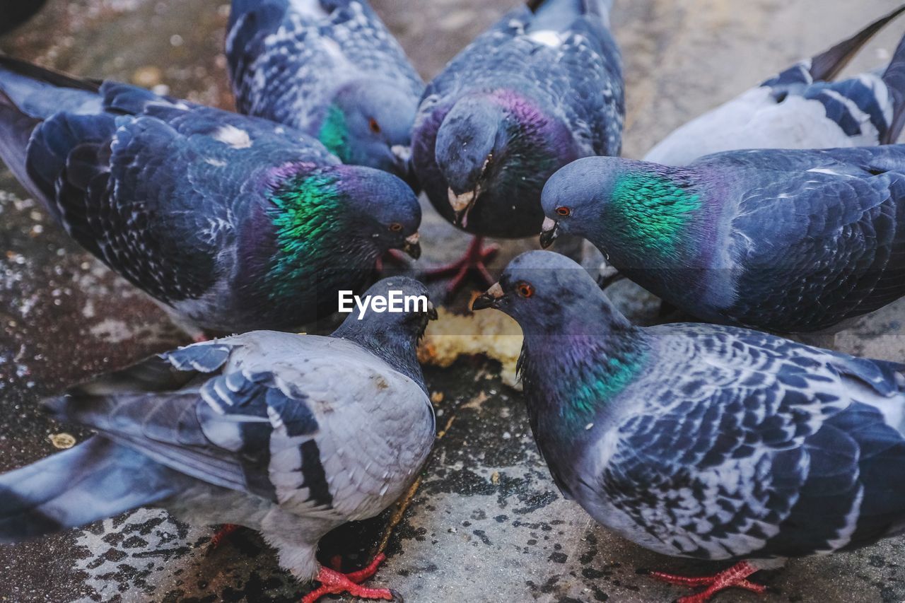 HIGH ANGLE VIEW OF PIGEONS ON A HAND